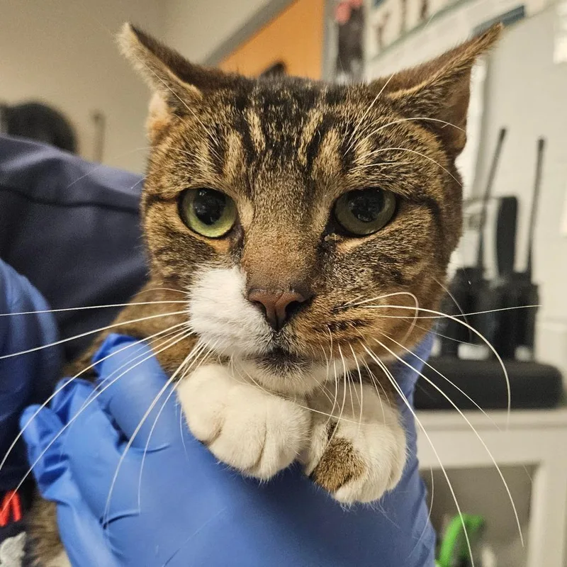 An adult medium-sized female Domestic Short Hair cat named Donegal for adoption in Birdsboro, PA