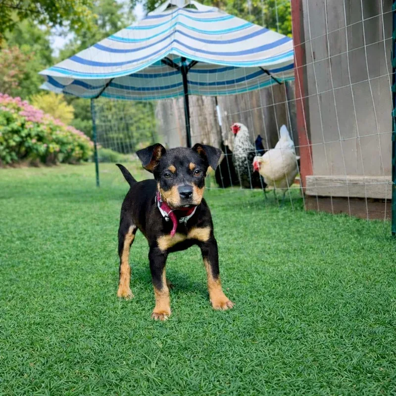 A baby large-sized male Black Rottweiler dog named Trace for adoption in Humble, TX