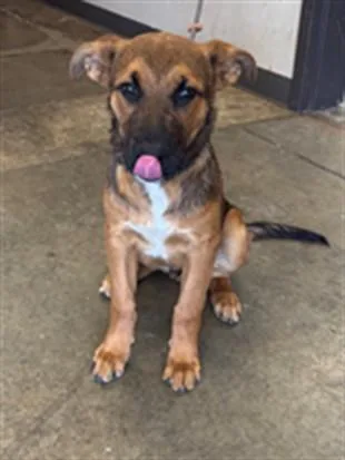 A baby small-sized male German Shepherd Dog dog named Goose for adoption in Ontario, CA
