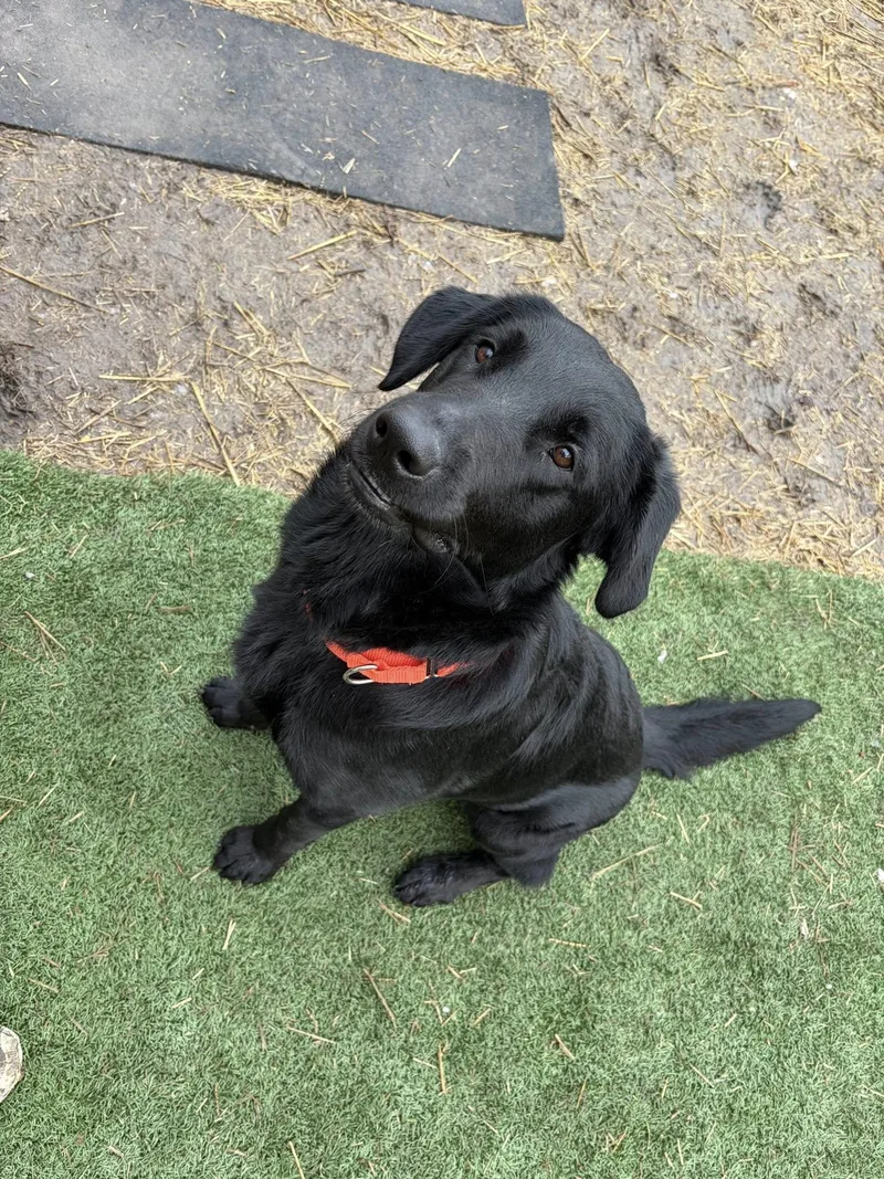 A young large-sized male Black Labrador Retriever dog named Rio for adoption in Whitestown, IN