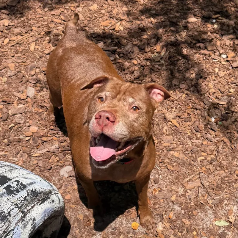 A senior large-sized female Brown / Chocolate Mixed Breed dog named Precious for adoption in Titusville, FL