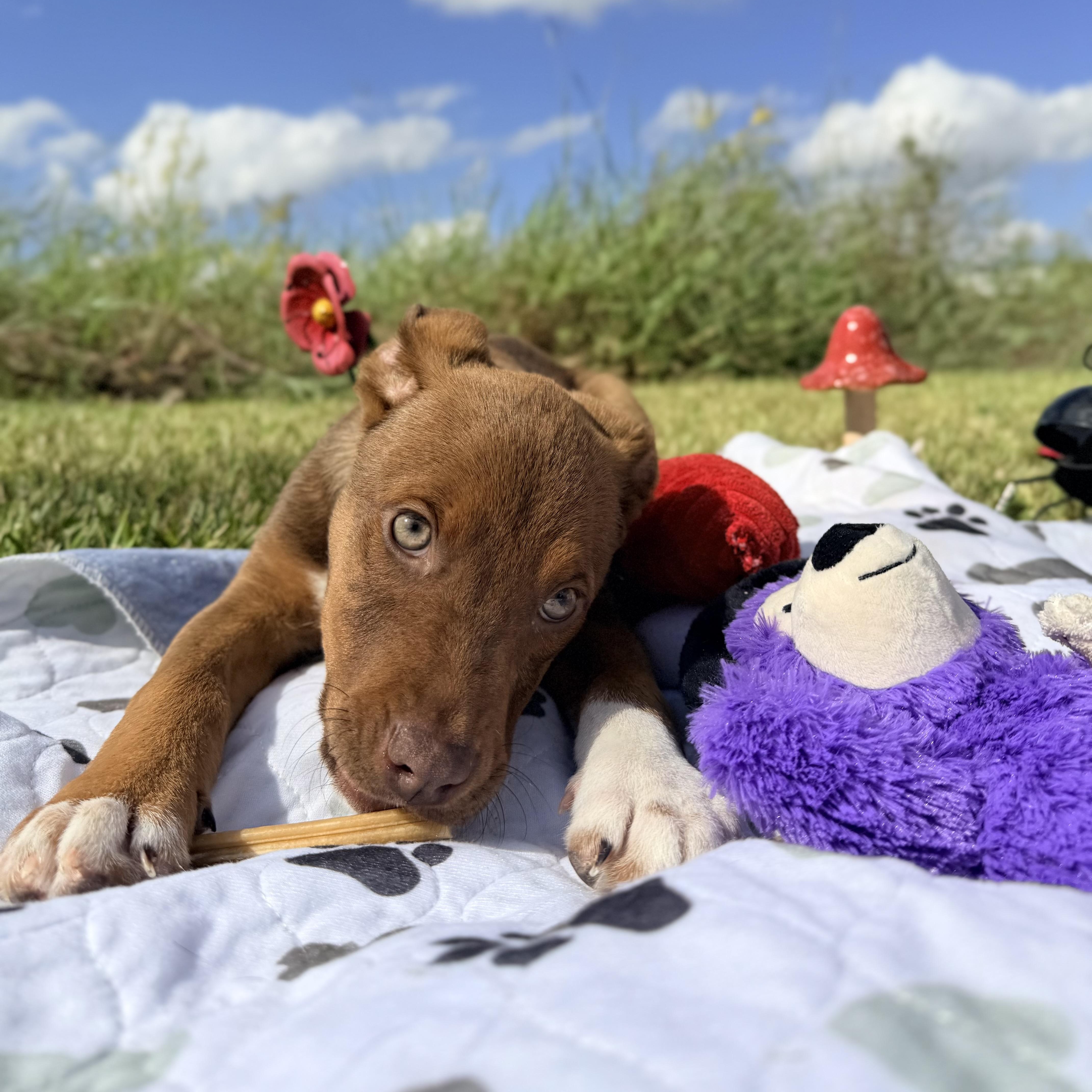 A baby medium-sized female Mixed Breed dog named Maple for adoption in Pearland, TX