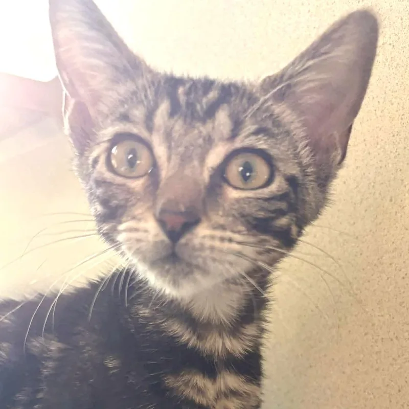 A baby small-sized female Brown / Chocolate Domestic Short Hair cat named Barley for adoption in Gloucester, VA