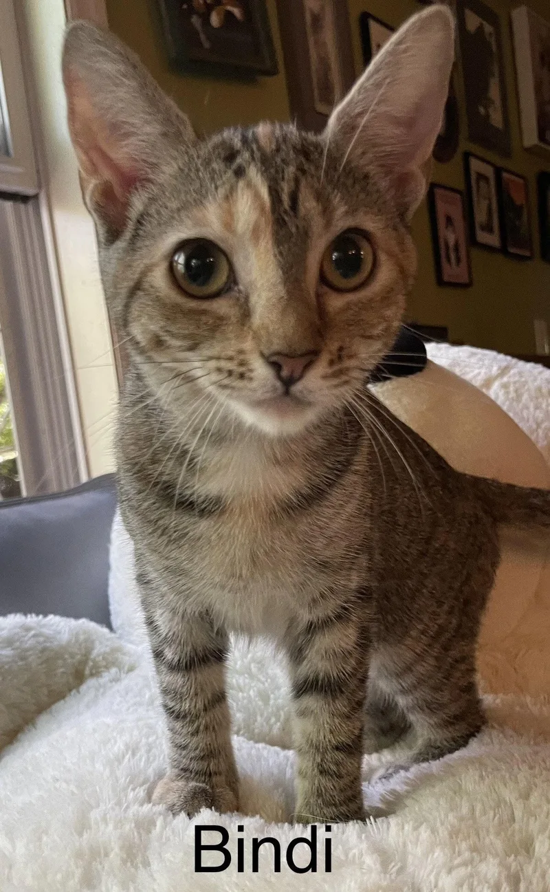 A baby medium-sized female Tortoiseshell cat named Bindi for adoption in Locust Grove, VA