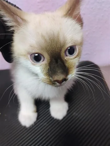 A baby small-sized female Siamese cat named 61289733 for adoption in El Paso, TX