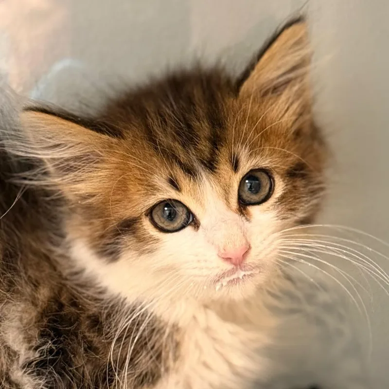 A baby small-sized female Domestic Long Hair cat named Laurel for adoption in Cumming, GA