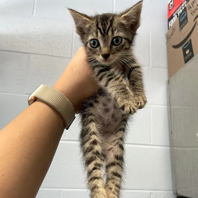 A baby small-sized male Gray / Blue / Silver Domestic Short Hair cat named Sternum for adoption in Carencro, LA