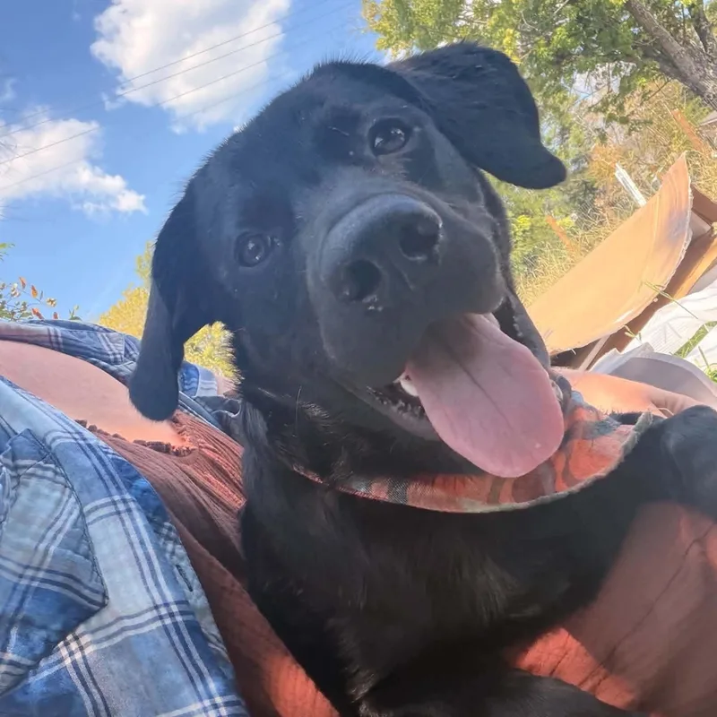 A young large-sized male Black Labrador Retriever dog named Remy for adoption in Fort Payne, AL