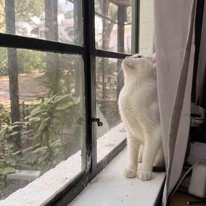An adult small-sized male White Domestic Short Hair cat named Wittle for adoption in Atlanta, GA