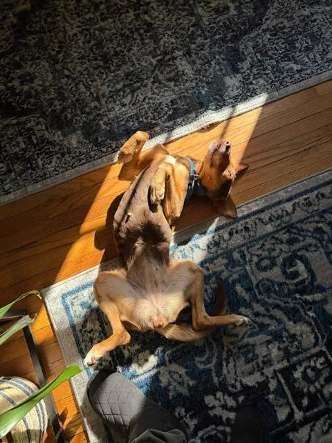 An adult medium-sized female Portuguese Podengo dog named Mindy for adoption in Methuen, MA