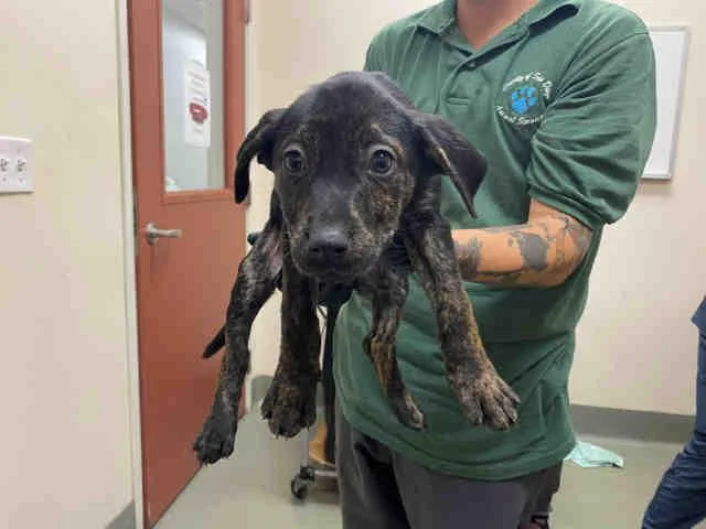 A baby medium-sized female Hound dog named Arwen for adoption in Carlsbad, CA