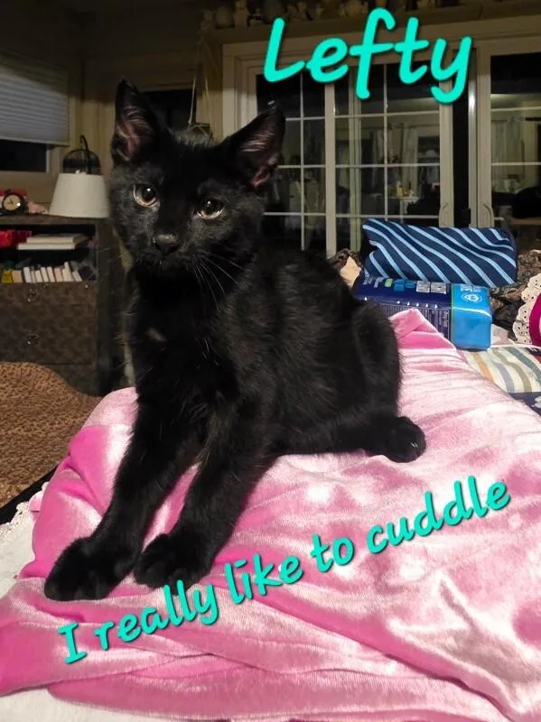 A young small-sized male Black Domestic Short Hair cat named Lefty for adoption in Fort Collins, CO