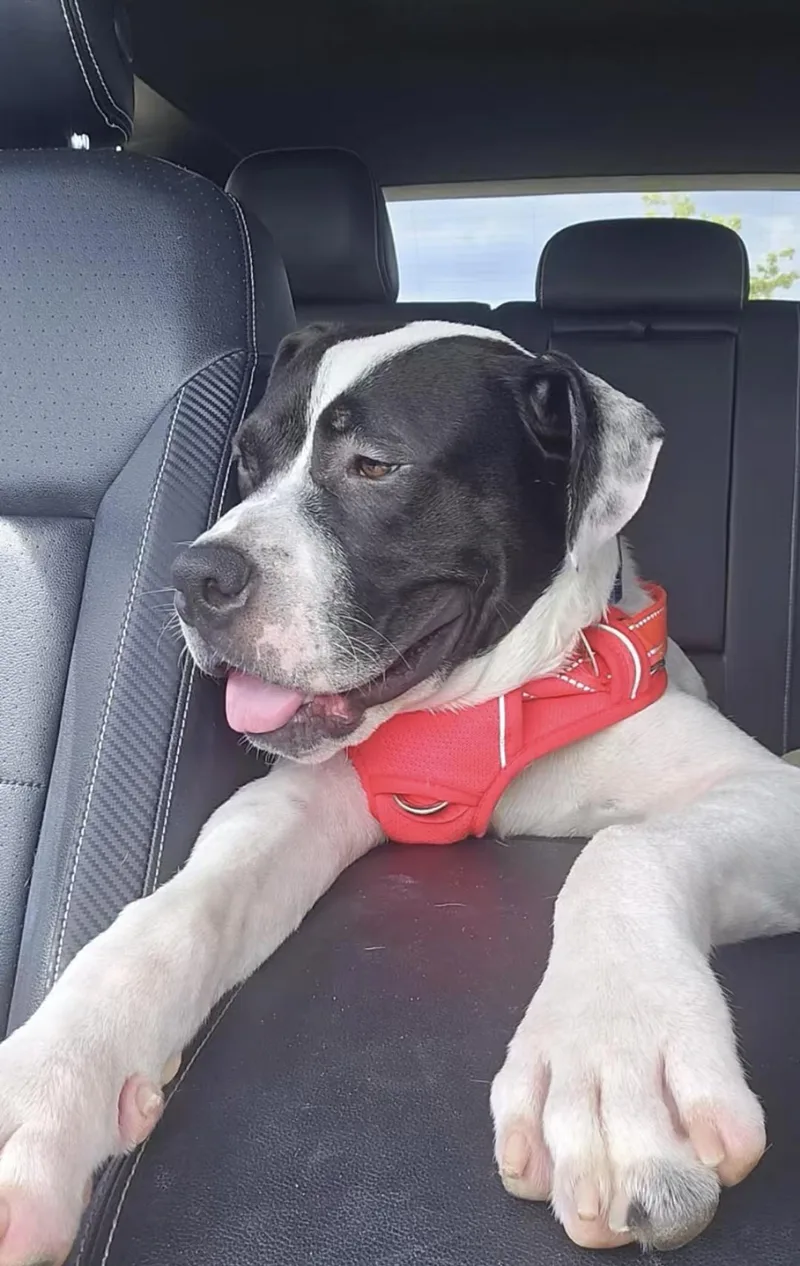 A young medium-sized male Mixed Breed dog named Bruno for adoption in Richmond, TX