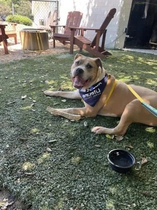 An adult large-sized male Mixed Breed dog named Keyshawn for adoption in Chamblee, GA