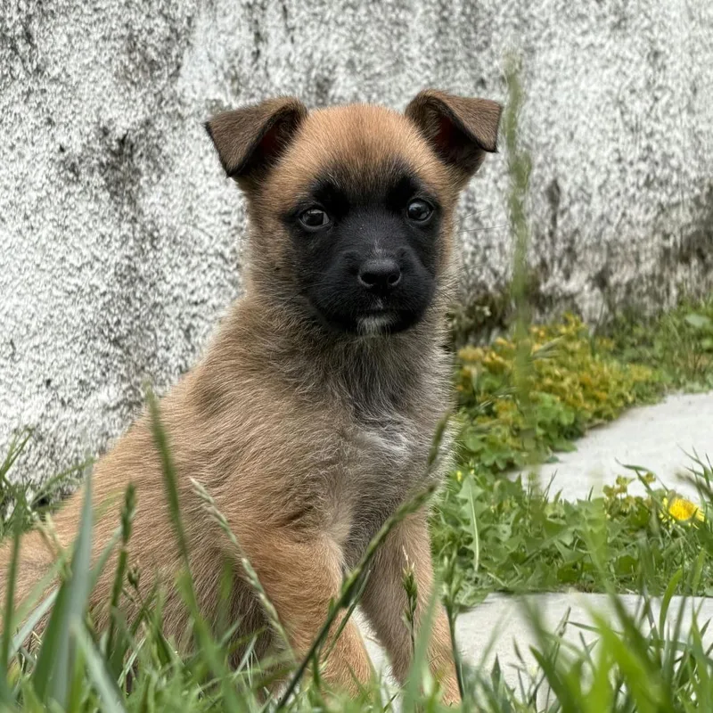 A baby small-sized female Belgian Shepherd / Malinois dog named Caterina for adoption in Los Angeles, CA