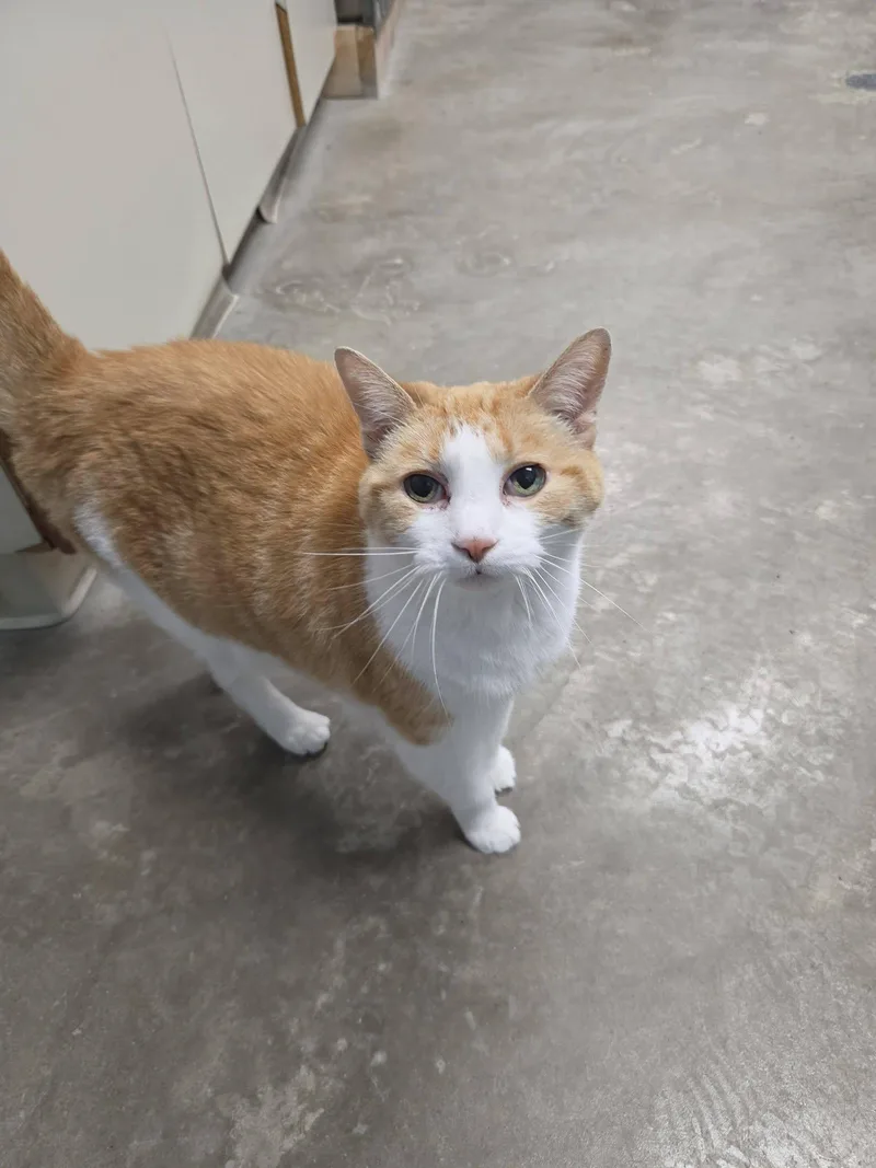 An adult medium-sized female Orange & White Domestic Short Hair cat named Tango for adoption in Chilton, WI