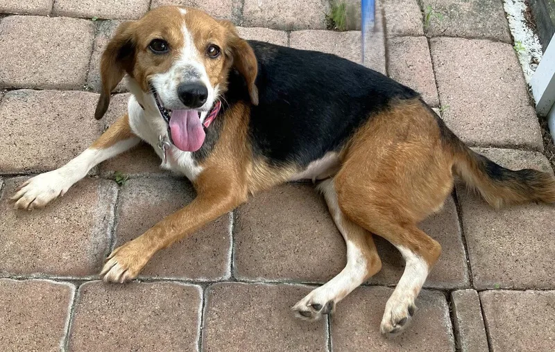 An adult small-sized female Beagle dog named Marigold for adoption in Dunnellon, FL