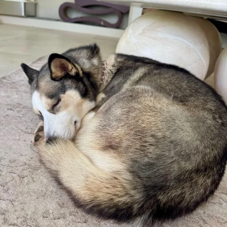 An adult medium-sized female Gray / Blue / Silver Husky dog named Jade Fancy Lady for adoption in Friendswood, TX