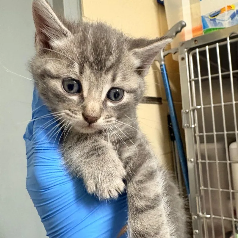 A baby small-sized male Gray / Blue / Silver Domestic Short Hair cat named Birdo for adoption in Concord, NC