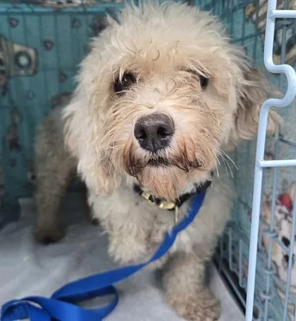 An adult small-sized female Poodle dog named Jill for adoption in Gainesville, FL