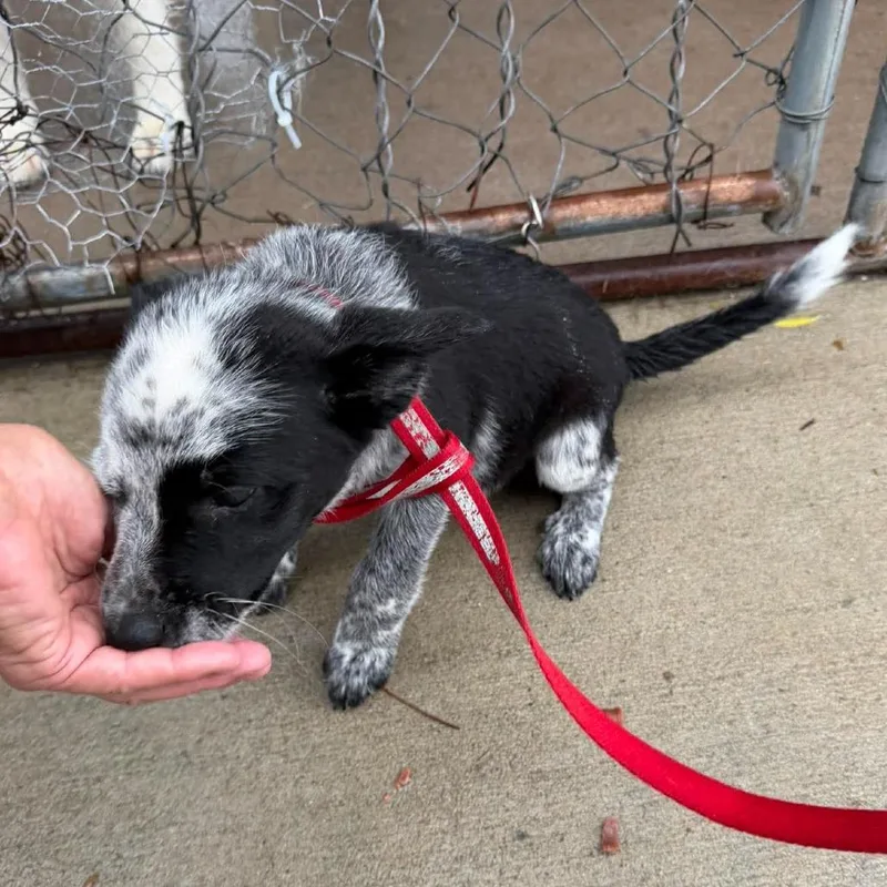 A baby small-sized female Black Mixed Breed dog named Rey for adoption in Buffalo, MN