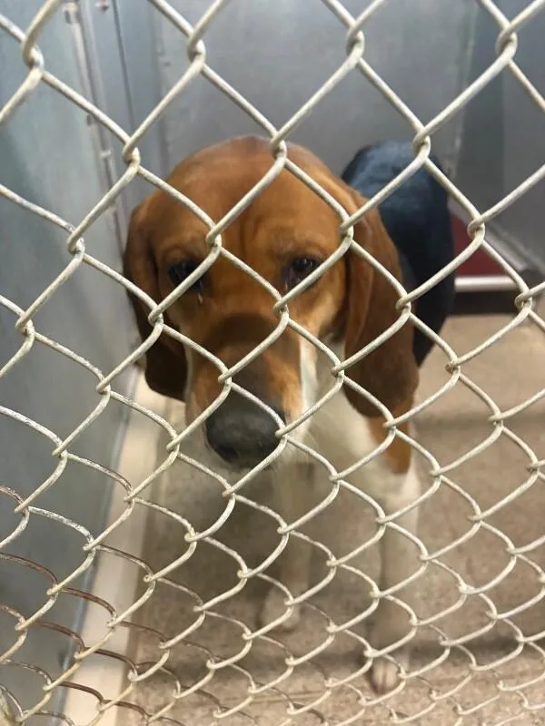 An adult large-sized male Tricolor (Brown, Black, & White) Hound dog named Tide for adoption in Supply, NC