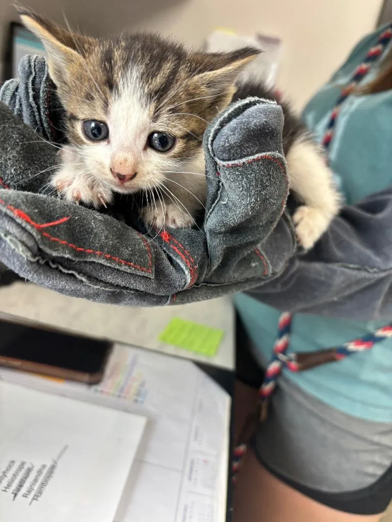 A baby medium-sized female American Shorthair cat named Sweet Pea for adoption in Van Wert, OH