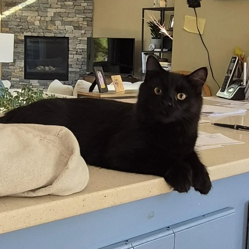A young medium-sized male Black Domestic Medium Hair cat named Franklin for adoption in Wakefield, MA