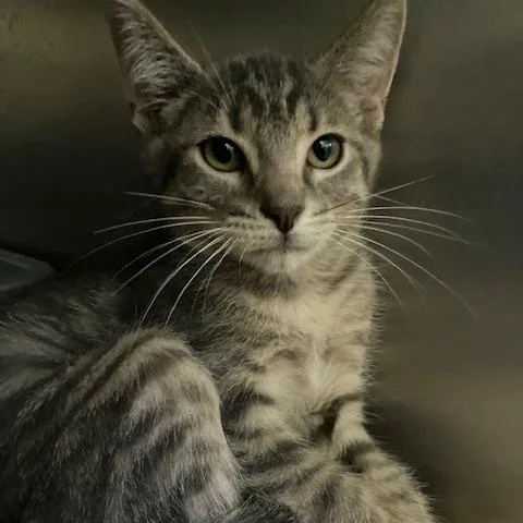 A baby small-sized female Gray / Blue / Silver Domestic Short Hair cat named Wilma for adoption in Dayton, OH
