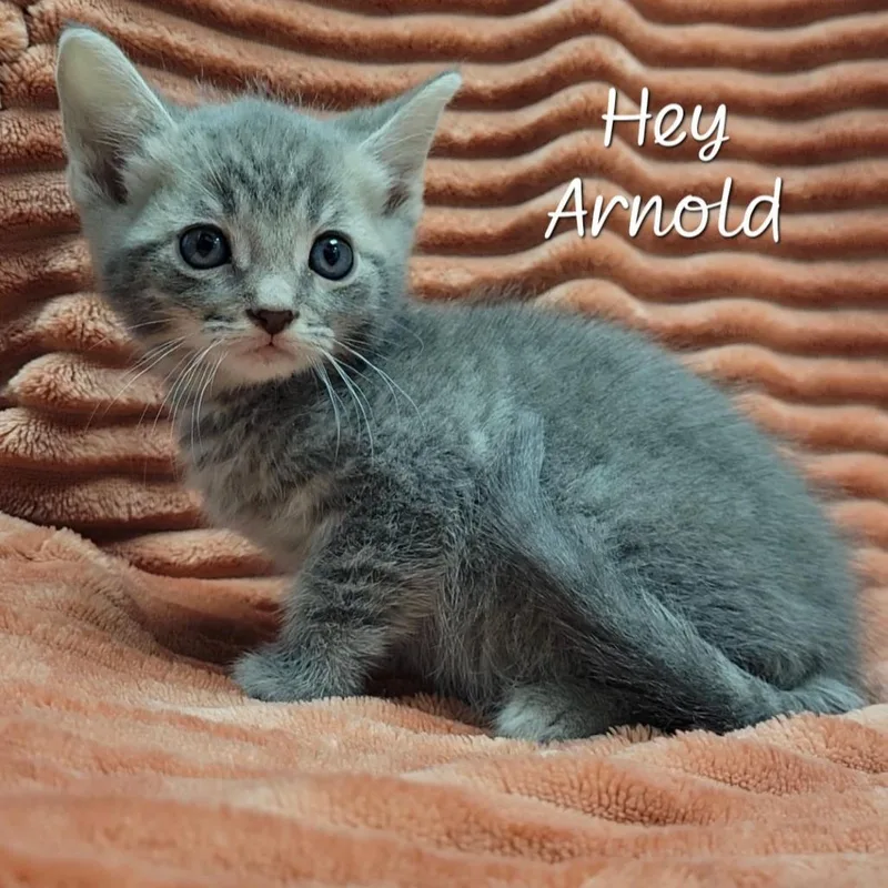 Hey Arnold thumbnail 2
