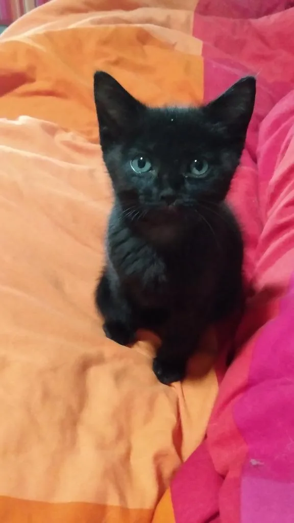 A baby medium-sized female Domestic Short Hair cat named Nightfall for adoption in Youngsville, NC