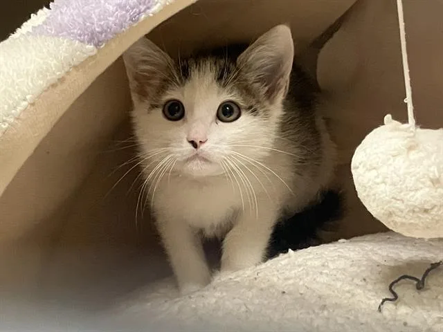 A baby small-sized male Domestic Short Hair cat named Mihawk for adoption in Tustin, CA