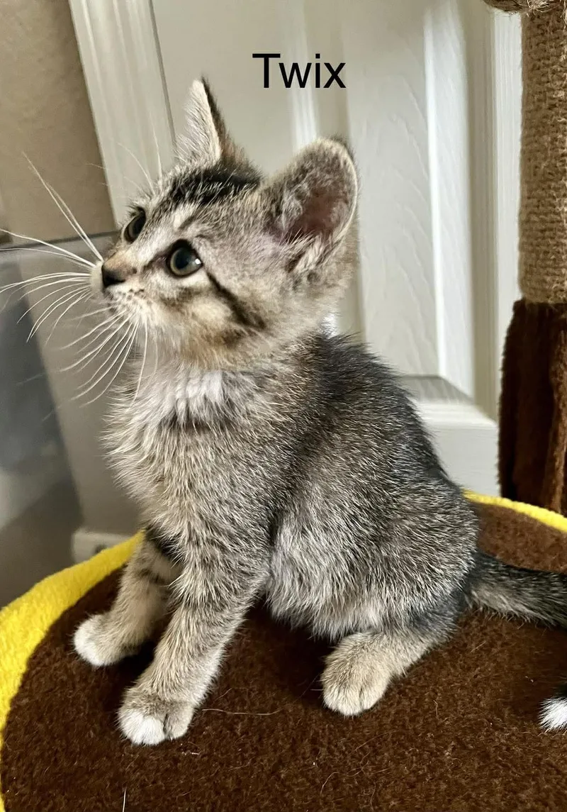A baby medium-sized female Domestic Short Hair cat named Twix for adoption in Houston, TX