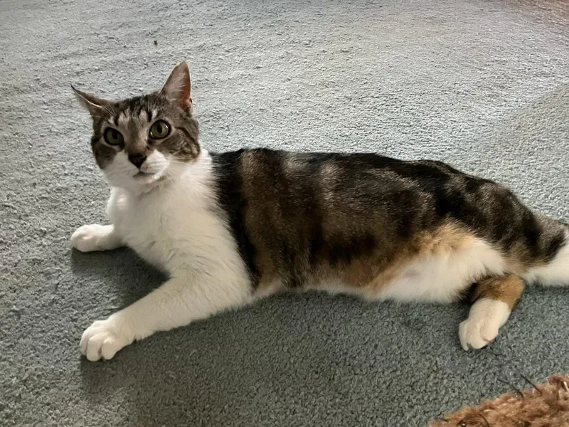 A young medium-sized female Domestic Short Hair cat named Rainy Rose for adoption in Stewartsville, NJ
