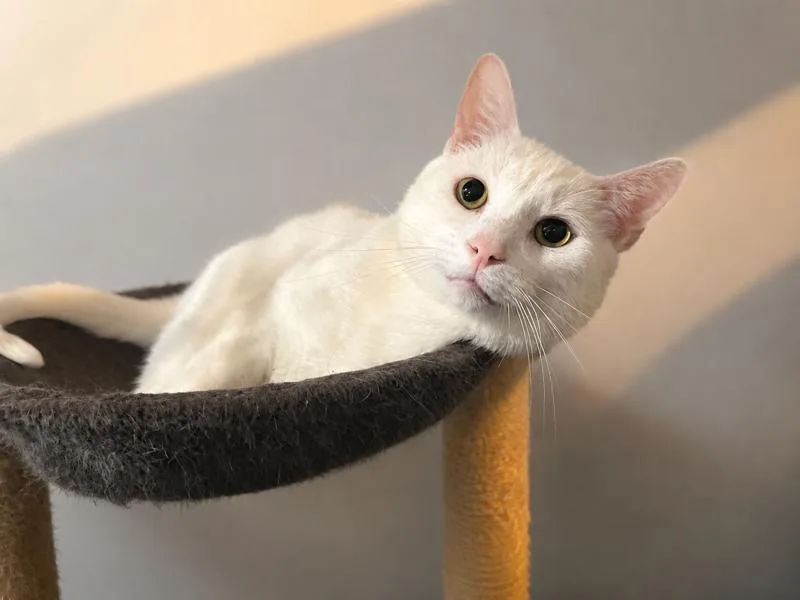 Nimbus Sweetest Boy
