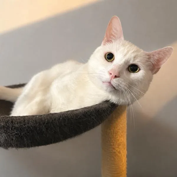 Nimbus  Sweetest Boy thumbnail 2