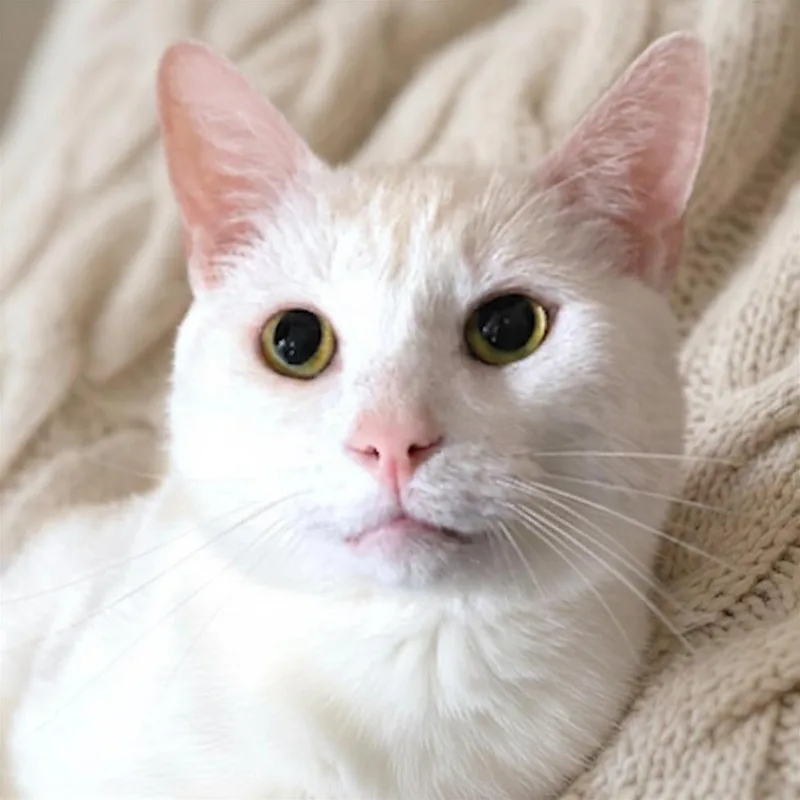 Nimbus  Sweetest Boy thumbnail 3