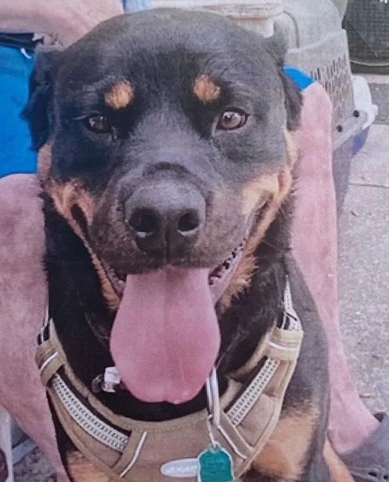 An adult large-sized male Brown / Chocolate Rottweiler dog named Wrecks for adoption in Fort Madison, IA