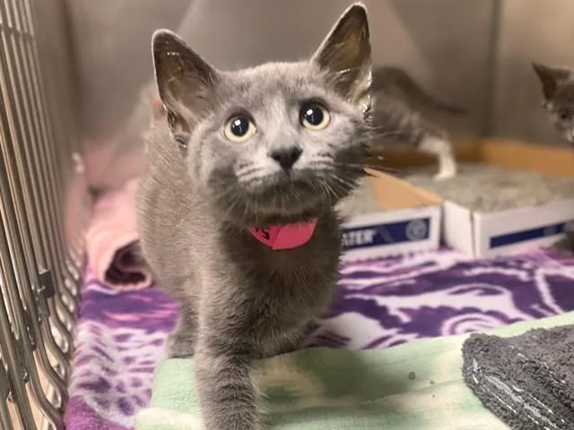 A baby small-sized female Domestic Short Hair cat named Marin for adoption in Fort Wayne, IN