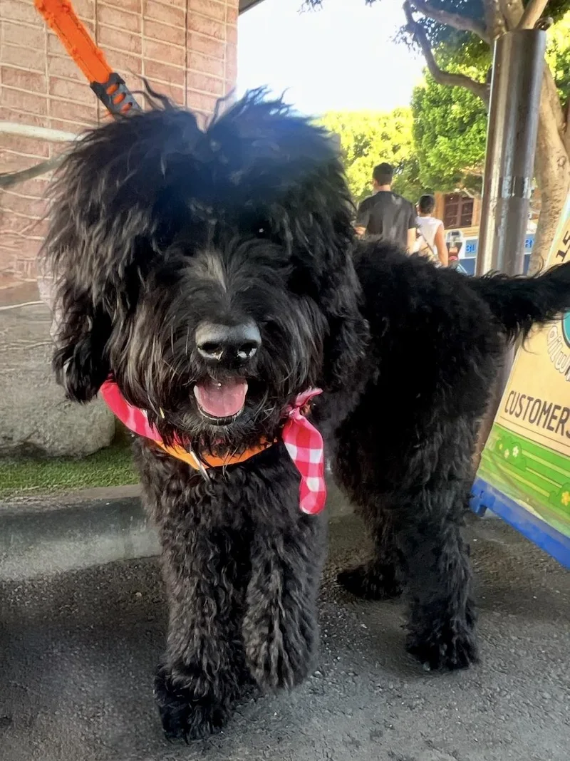 A young medium-sized male Black Labradoodle dog named Ryder for adoption in Marina Del Rey, CA