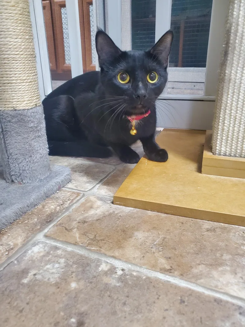 An adult large-sized female Domestic Short Hair cat named Ember for adoption in Altoona, PA