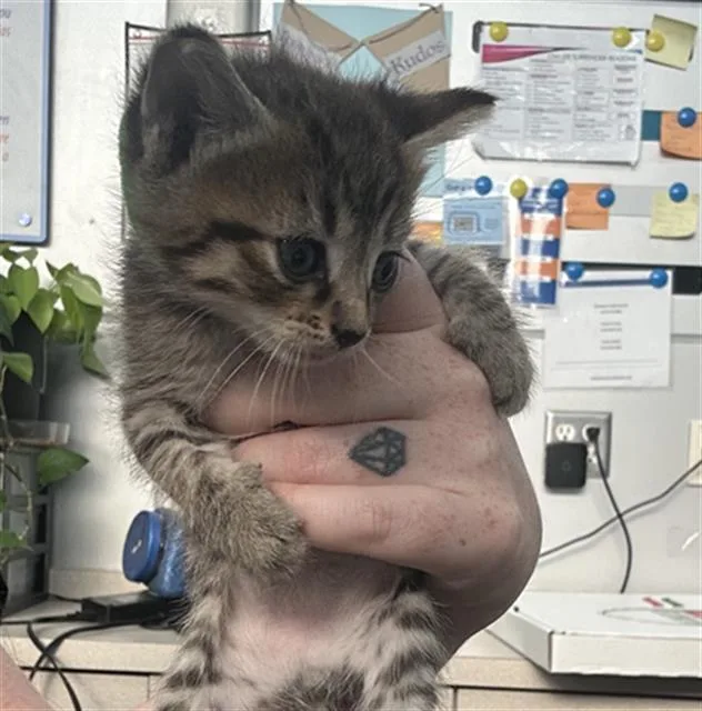 A baby medium-sized male Domestic Short Hair cat named Oats for adoption in Dallas, TX