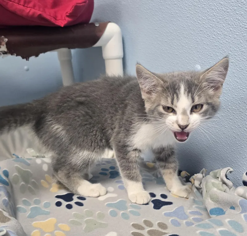 A baby medium-sized male Gray & White Domestic Short Hair cat named Gizmo for adoption in Farmington, MO