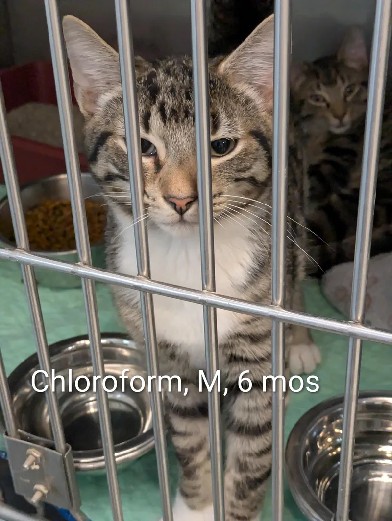 A young small-sized male Tabby (Brown / Chocolate) Domestic Short Hair cat named Chloroform for adoption in Bedford, VA