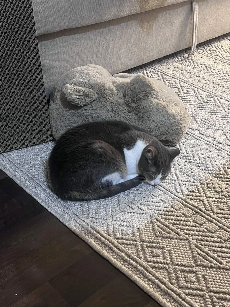 An adult medium-sized female Tabby (Gray / Blue / Silver) Domestic Short Hair cat named Mixi for adoption in Weehawken, NJ