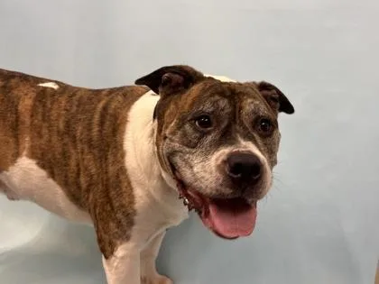 An adult large-sized male Pit Bull Terrier dog named Miles for adoption in Golden Valley, MN