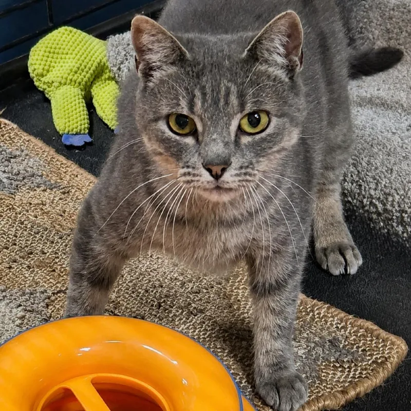 An adult medium-sized female Gray / Blue / Silver Domestic Short Hair cat named Etsy Witch for adoption in Austin, TX