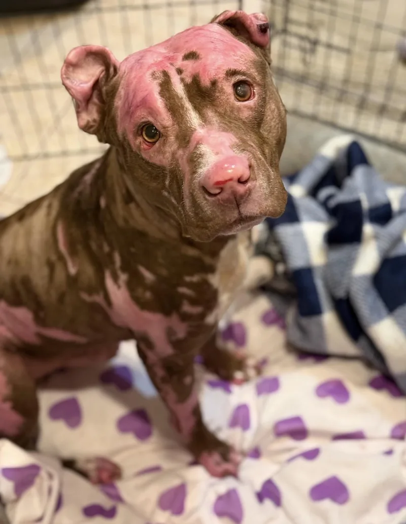 Constantine thumbnail 3