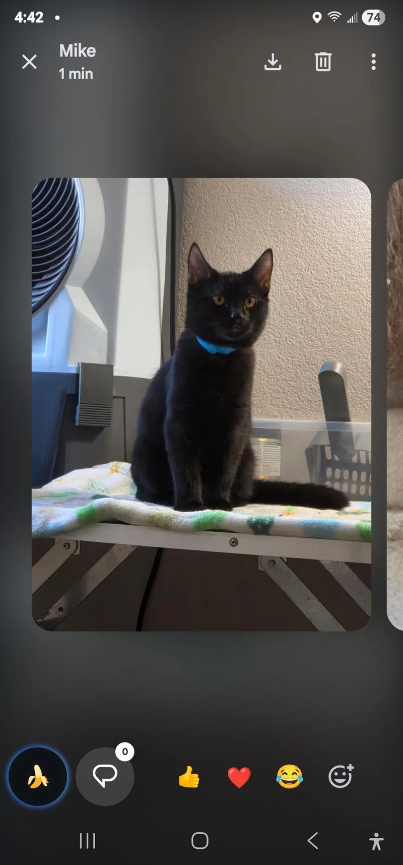 A baby medium-sized male Black Domestic Short Hair cat named Bear for adoption in Vacaville, CA