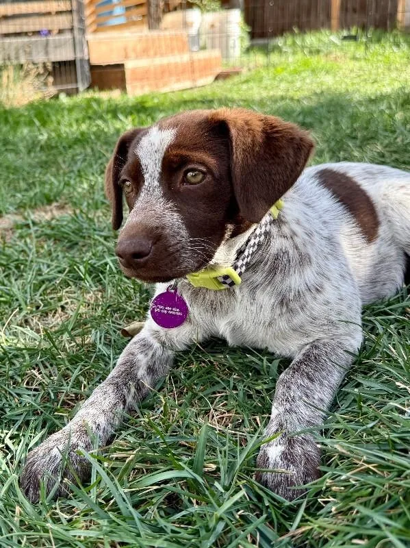 A baby small-sized female Brown / Chocolate Cattle Dog dog named Peppermint Patty for adoption in Fort Collins, CO